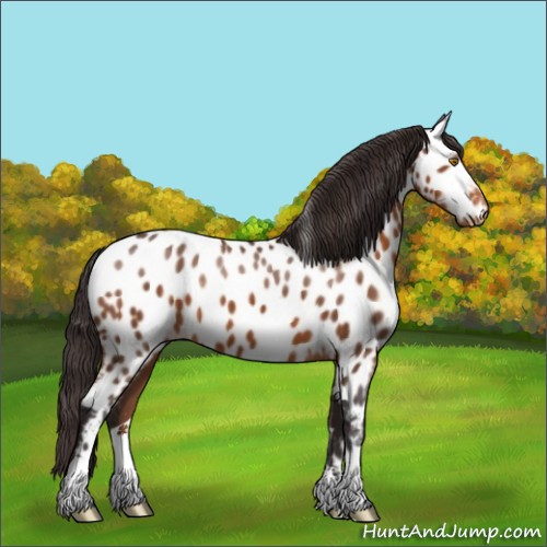 Horse Color:Buckskin Near Leopard