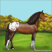 Horse Color:Buckskin Appaloosa 