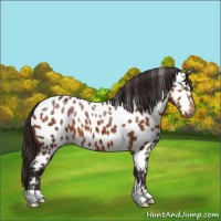 Horse Color:Buckskin Near Leopard 