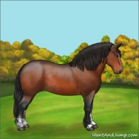 Horse Color:Bay Sabino Rabicano 