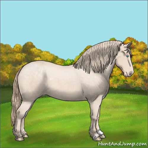 Horse Color:Perlino Appaloosa