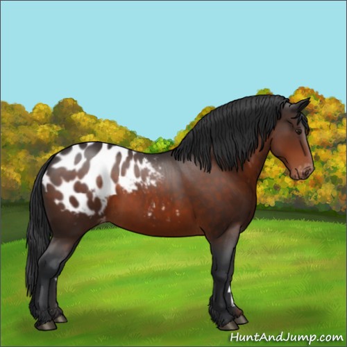 Horse Color:Brown Appaloosa