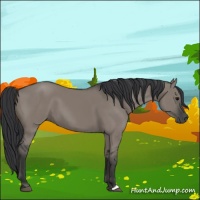 Horse Color:Grullo 