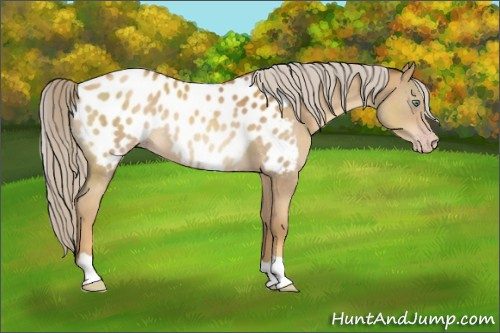Horse Color:Gray Gold Cream Champagne Mushroom Appaloosa 