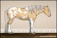 Horse Color:Gray Silver Amber Cream Champagne Roan Dun Splash Tobiano Frame Appaloosa Rabicano 