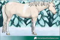 Horse Color:Cremello Tobiano 