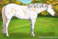 Horse Color:Palomino Onyx Sabino Splash Tobiano Near Leopard 