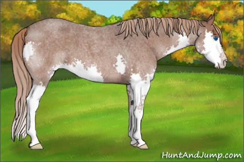 Horse Color:Liver Red Roan Splash 