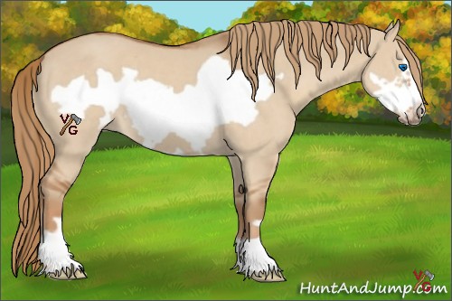 Horse Color:Red Dun Frame