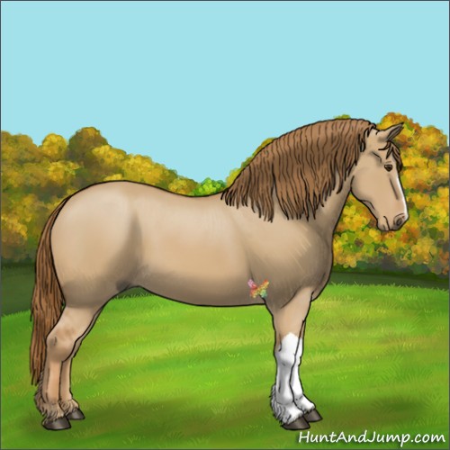Horse Color:Red Dun 