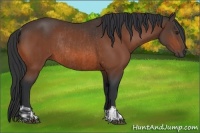 Horse Color:Brown Rabicano and Brown Rabicano