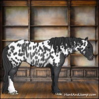 Horse Color:Black Near Leopard Rabicano