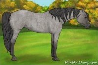 Horse Color:Smoky Grullo Roan 