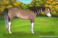 Horse Color:Brown Dun Splash Rabicano 
