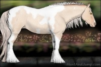 Horse Color:Silver Amber Champagne Roan Dun Splash Tobiano Frame Appaloosa Rabicano 