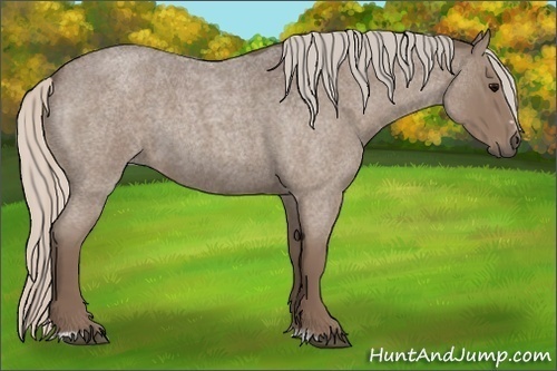 Horse Color:Silver Blue Roan Sabino