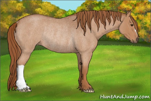 Horse Color:Red Roan Rabicano 