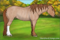 Horse Color:Red Roan Rabicano 
