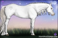 Horse Color:Chocolate Palomino Appaloosa