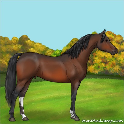 Horse Color:Bay 