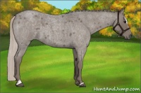 Horse Color:Silver Blue Roan Sabino 