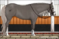 Horse Color:Silver Blue Roan Sabino 