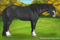 Horse Color:Black Sabino 