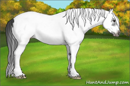 Horse Color:White Spotted Black Splash Frame Near Leopard