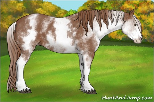 Horse Color:White Spotted Chestnut Sabino 