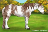Horse Color:White Spotted Chestnut Sabino 