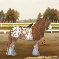 Horse Color:White Spotted Chestnut Appaloosa Rabicano