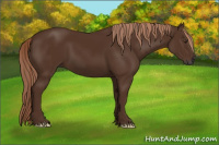 Horse Color:Gray Chestnut 