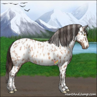 Horse Color:Sable Champagne Appaloosa  and Sable Champagne Appaloosa Rabicano 