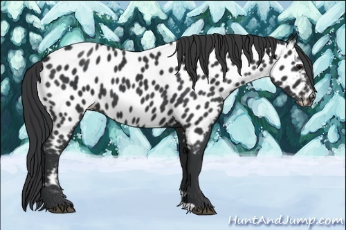 Horse Color:Black Near Leopard