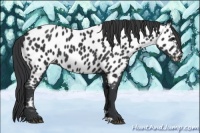 Horse Color:Black Near Leopard 