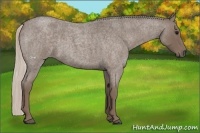 Horse Color:Silver Blue Roan Sabino 