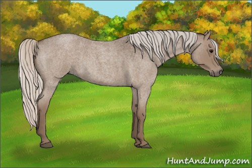 Horse Color:Silver Blue Roan Sabino 