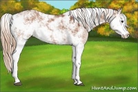 Horse Color:Chestnut Sabino
