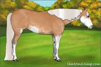 Horse Color:Silver Bay Sabino 