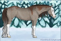 Horse Color:Liver Red Dun Splash 