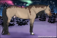 Horse Color:Bay Dun