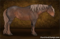 Horse Color:Liver Chestnut Sabino 