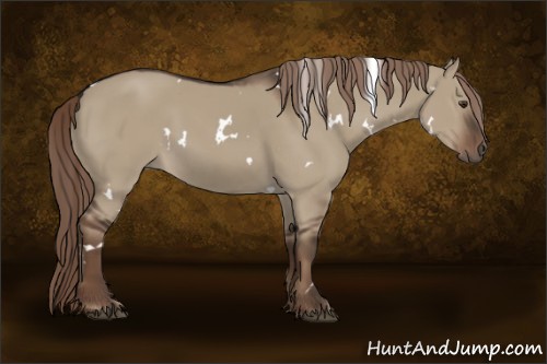 Horse Color:White Spotted Liver Red Dun 