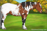 Horse Color:White Spotted Bay Varnish 