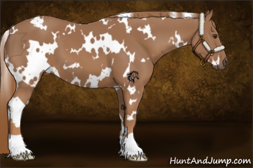 Horse Color:White Spotted Chestnut