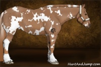 Horse Color:White Spotted Chestnut 