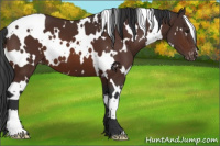 Horse Color:White Spotted Brown Appaloosa 