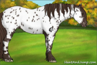 Horse Color:White Spotted Liver Chestnut Appaloosa 