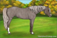 Horse Color:Silver Blue Roan Sabino