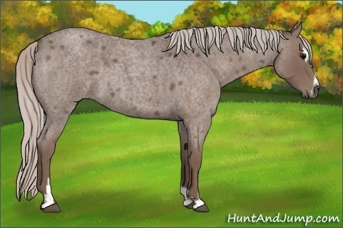 Horse Color:Silver Blue Roan Sabino 